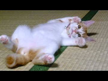 19年可愛かったねこ