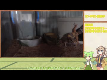 ずんだもん育生計画【1日目】