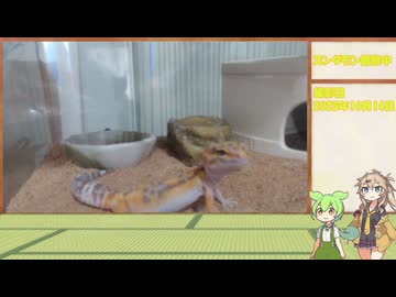 ずんだもん育生計画【2日目】