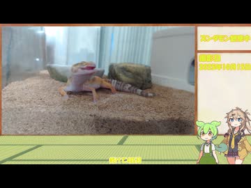 ずんだもん育生計画【3日目】