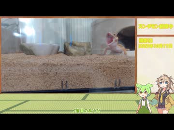ずんだもん育生計画【6日目】