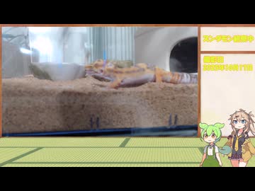 ずんだもん育生計画【5日目】