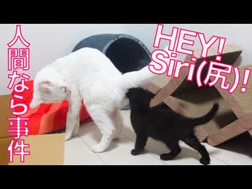 黒イモ幼猫、ウチューネコのSiriに魅了される