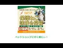 保護ねこの家譲渡会 in 天王寺