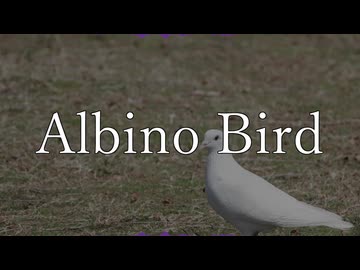 Albino Bird / さとうささら