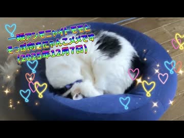 一瞬アンモニャイトモモとそっぽ向きにゃんこメメです(2025年12月7日)