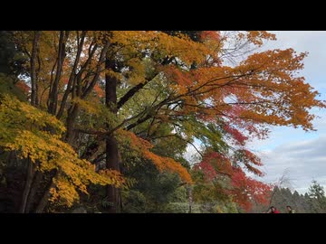 2025　1108　岩手県　平泉町　紅葉の中尊寺　2