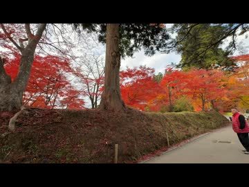 2025　1108　岩手県　平泉町　紅葉の中尊寺　7