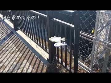 なんとかシミュレーション 重音テトcover