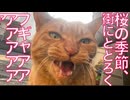 フギャアアアの怪鳥音、猫のいない街に響き渡る