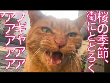 フギャアアアの怪鳥音、猫のいない街に響き渡る