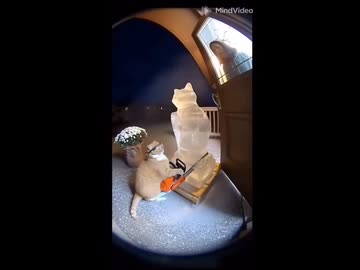 ホモと見る家の前で氷像を作って怒られるネコ