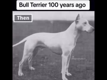 ホモと見る100年前と今の犬の見た目比較