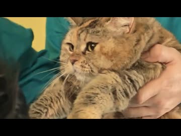 ホモと見る謎の施設に連れて行かれる有名ミーム猫