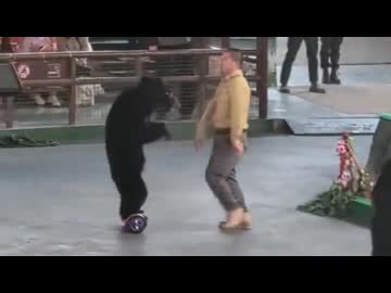 ホモと見る動物ショーで人間にブチギレてしまう熊さん