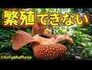 ラフレシアを人工繁殖できない理由【生物解説】