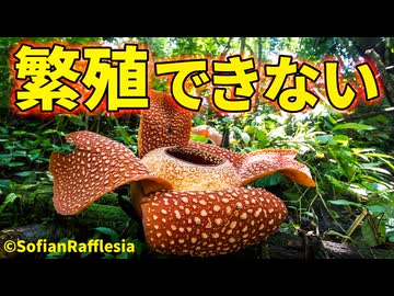 ラフレシアを人工繁殖できない理由【生物解説】