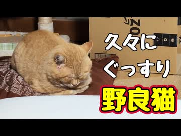 色々大変だったねぇ… 【野良猫】