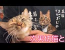 次男坊猫の三回忌、繋がる猫の魂と縁