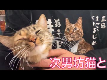 次男坊猫の三回忌、繋がる猫の魂と縁