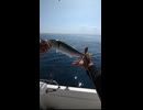 ボートからのアジ釣り