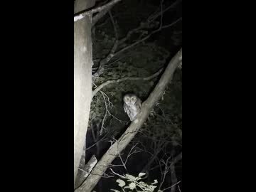 オオコノハズク