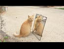 猫 VS 鏡　このあと猫がとった行動が・・・。