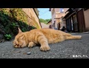 路地裏は猫たちのたまり場