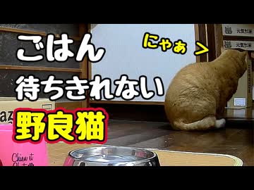 おなか空きすぎでしょ…【野良猫】
