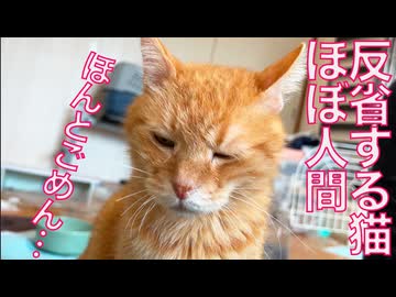 しょんぼりボス猫、しおしお顔になる