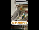 あれ？ぴっぴちゃんどこ？