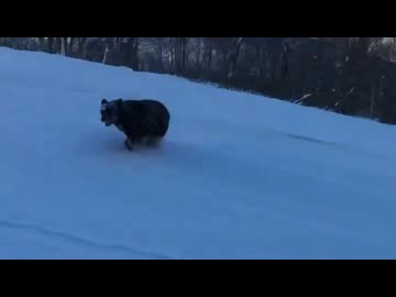 ホモと見る長野のスキー場に出没したクマ