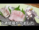 釣れなくても料理！クログチのお造り2025！【VOICEROIDキッチン】