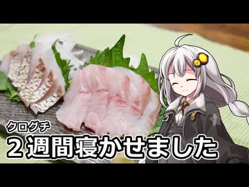 釣れなくても料理！クログチのお造り2025！【VOICEROIDキッチン】