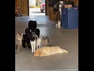 ホモと見る吠えた猫に仲間を呼ばれて降伏する犬