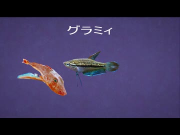グラミィ