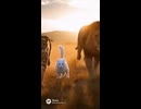 Surprised! A white cat is running with featured cat