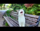 【公園猫】隣に座ったら撫で待ち発動→大喜びで草