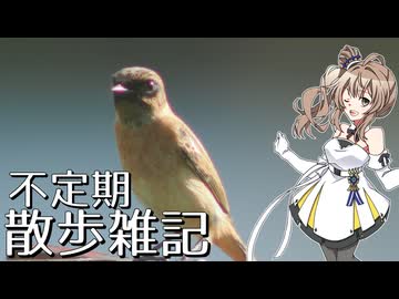 不定期散歩雑記_79 - 10月探鳥まとめ
