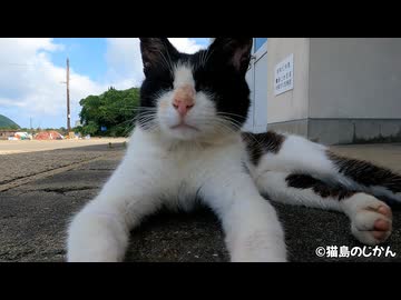 朝ご飯を食べたら横になりたくなった猫たち