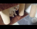 拾いねこ＠生後4873/798日目　匠さんの帰宅にビビッて隠れるゆきち。