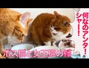 重症のボス猫、同じ街の女王猫との縁