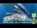 マッコウクジラの声に“母音”が発見された件について
