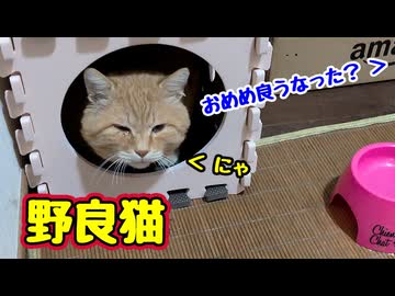 返事だけ…【野良猫】