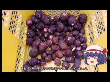 ゆっくり農民274サトイモを育ててみませんか？#8