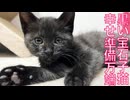 黒イモ子猫兄妹、里親募集の準備をする