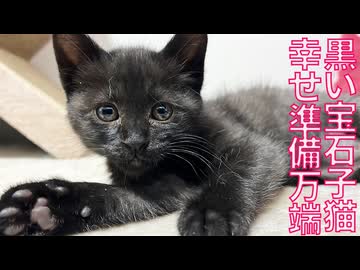 黒イモ子猫兄妹、里親募集の準備をする