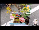 あかりちゃんはフルーツたくさん食べたい!! (1) 植えたった。25/11