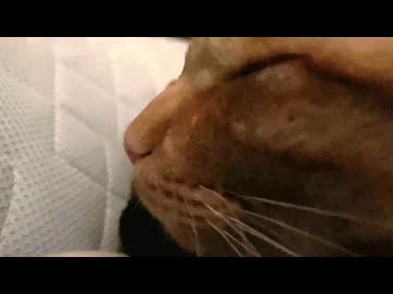 いびきかいて寝てます