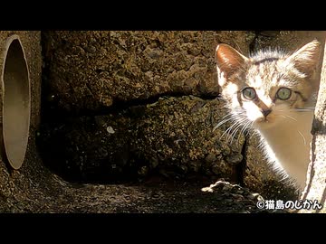 側溝子猫